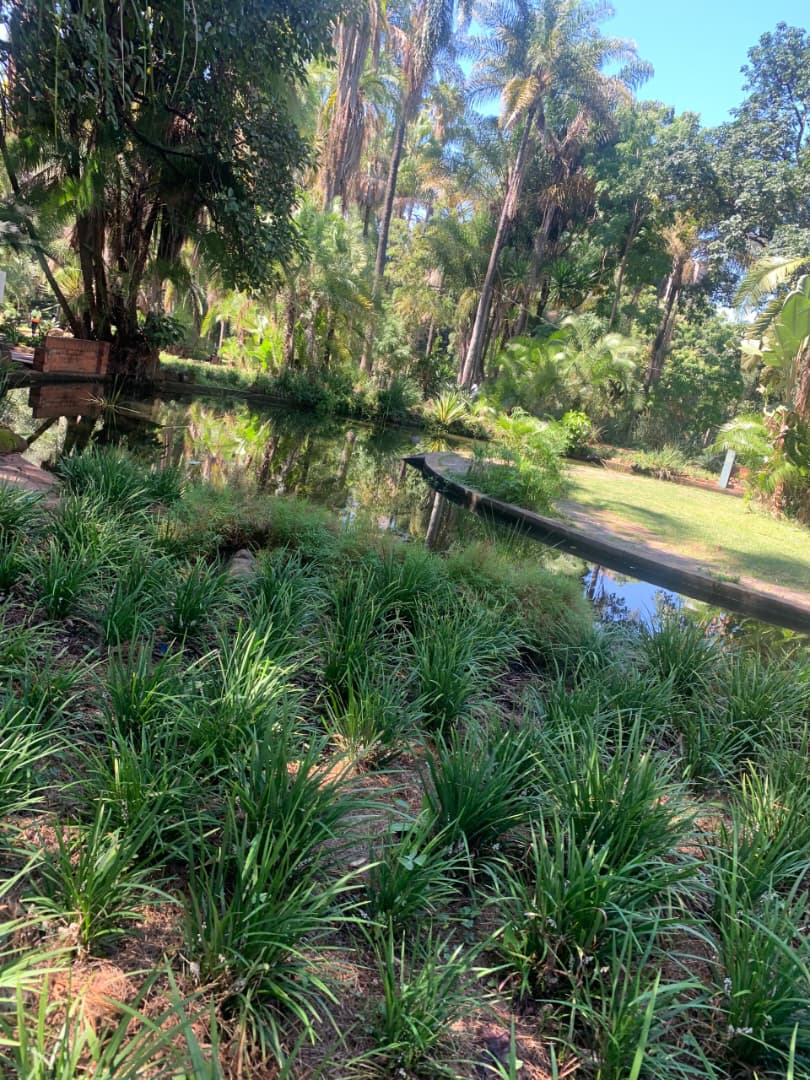 Harare Gardens lush greenery and pond